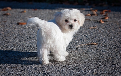 image for Pet Health insurance- is it worth it?